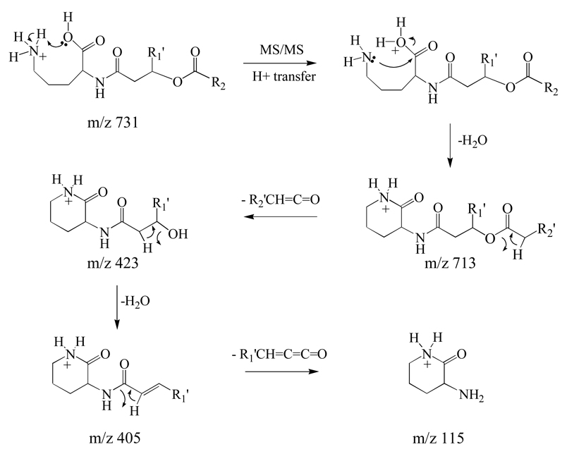 Scheme 2