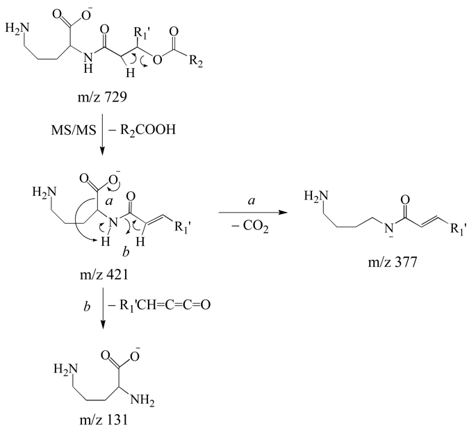 Scheme 3