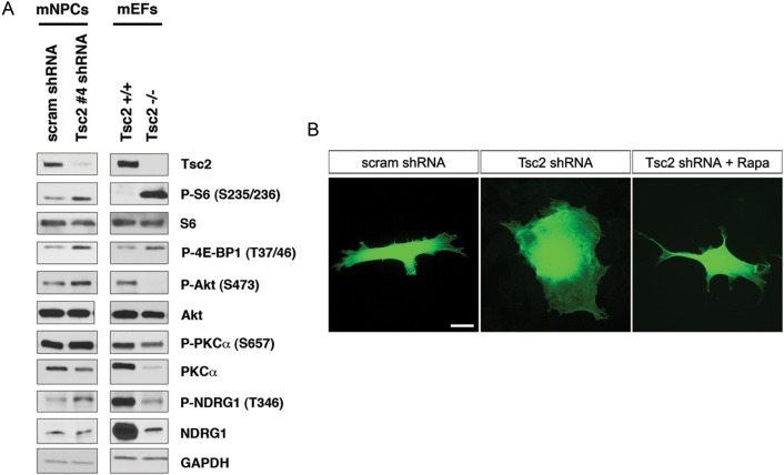 Figure 2.