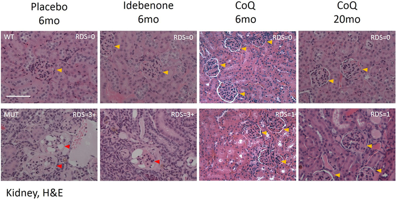 Fig. 2: