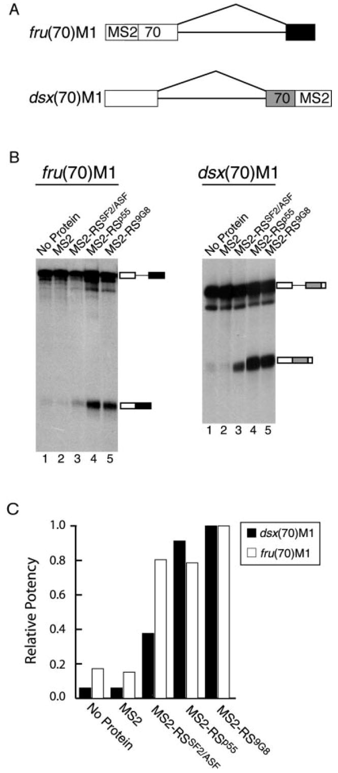 Fig. 5