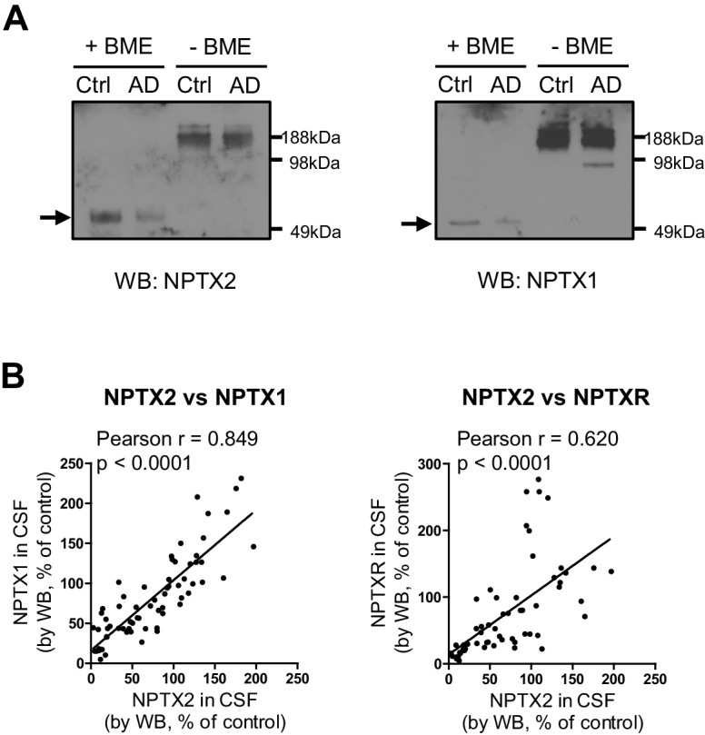 Figure 5—figure supplement 2.