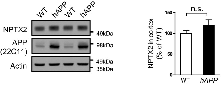 Figure 3—figure supplement 1.