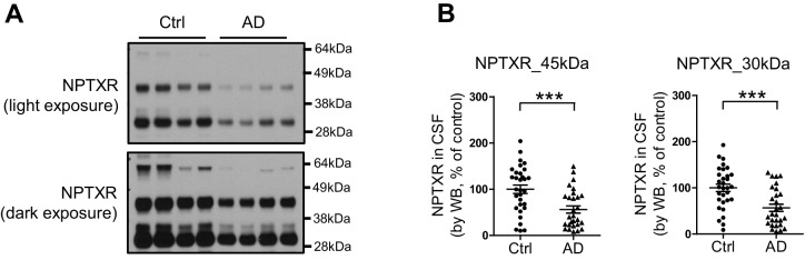 Figure 5—figure supplement 1.