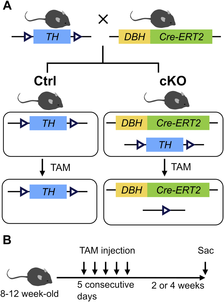 Figure 1