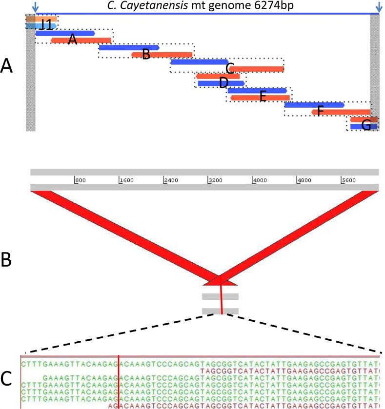 Fig 1