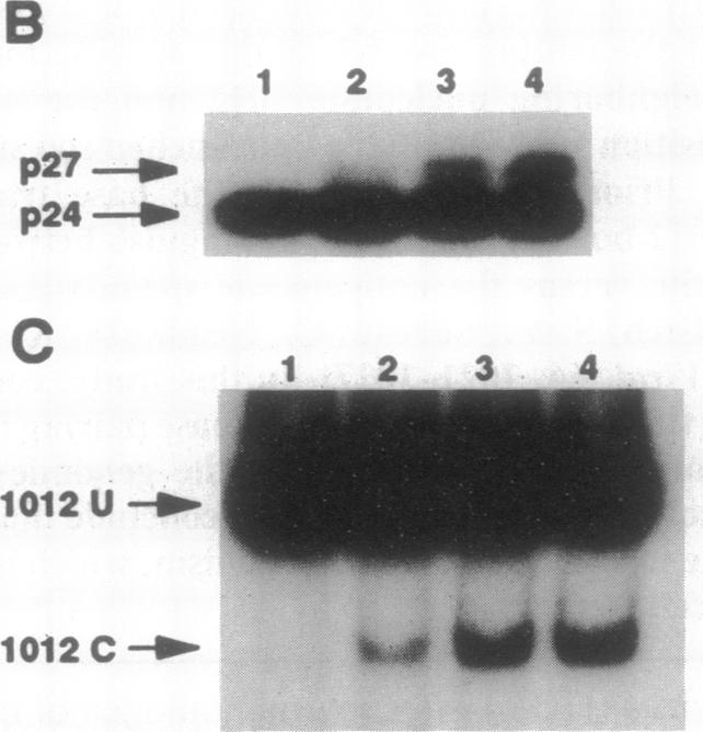 graphic file with name pnas01089-0497-a.jpg