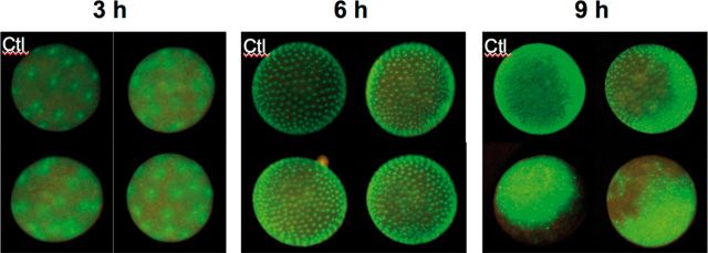 Fig. 9.