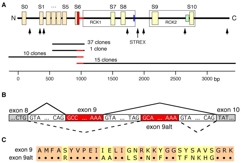 Fig 1