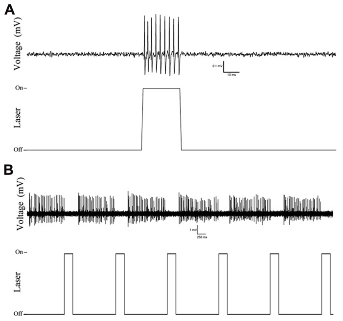 FIGURE 2