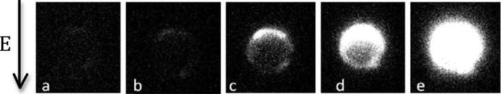 FIG. 2.