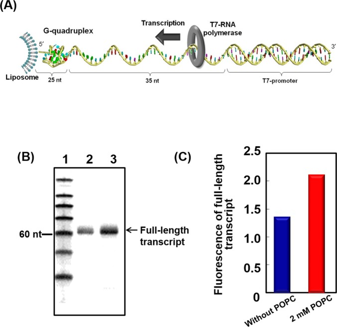 Figure 6.