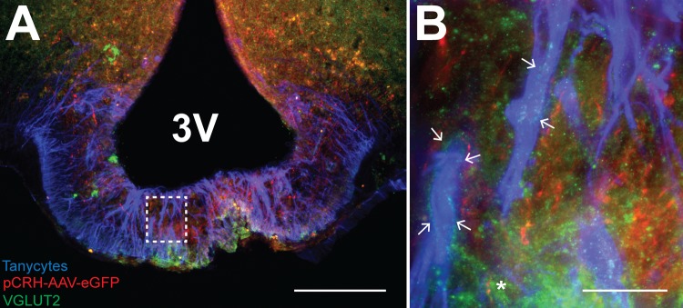 Fig. 9.