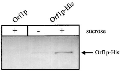 FIG. 3