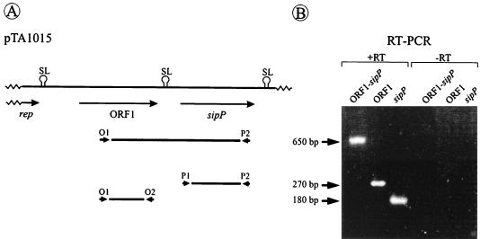 FIG. 1