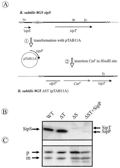 FIG. 5