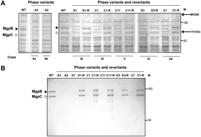 FIG 1