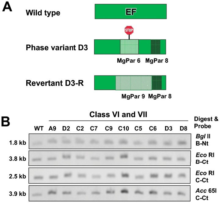 FIG 6