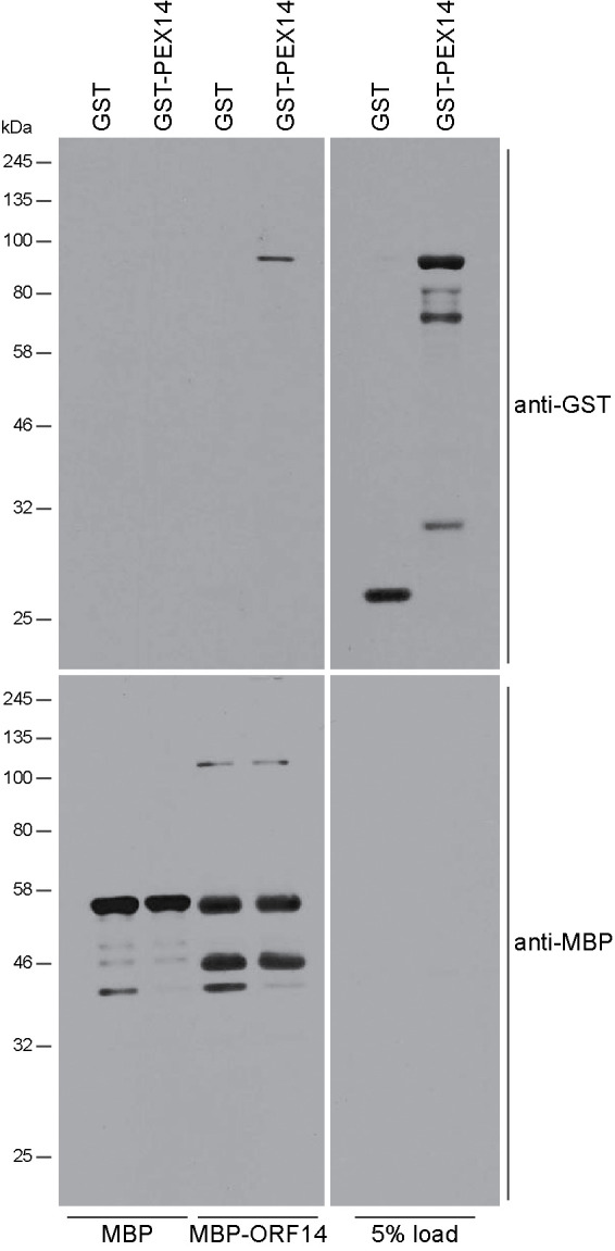 FIGURE 5: