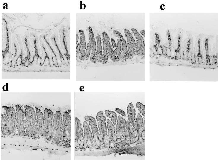 FIG. 5