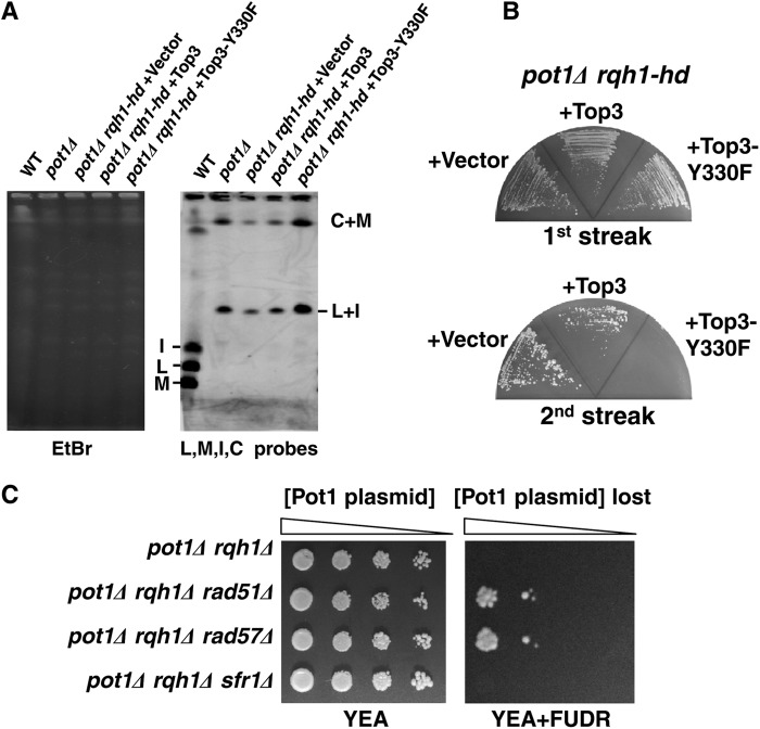 Fig 7