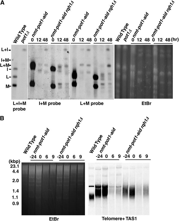 Fig 5