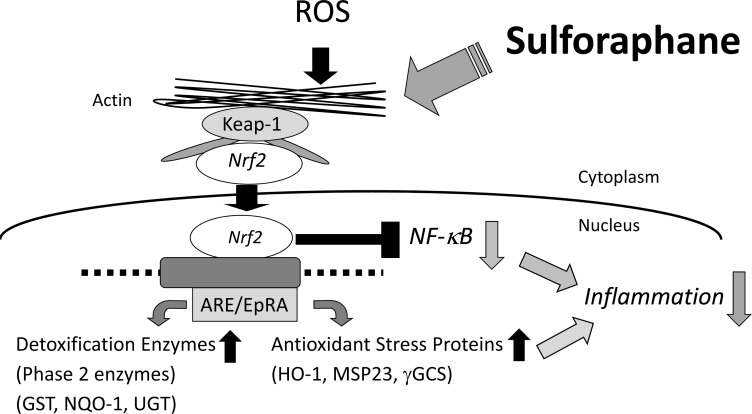 Fig. (2)