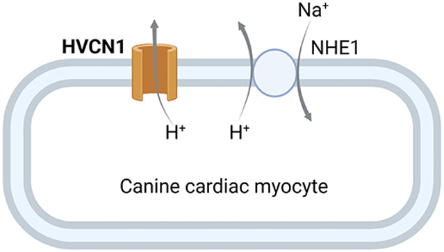 graphic file with name nihms-1786162-f0001.jpg