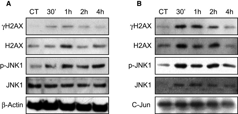 Fig. 7