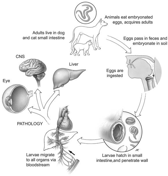 FIG. 1.