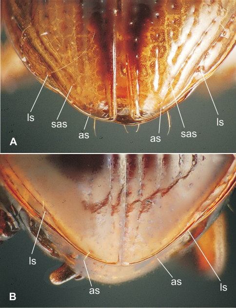 Figure 11.