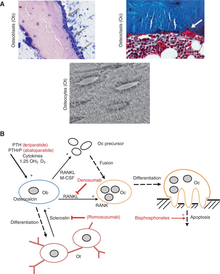 Figure 2: