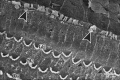 Fig. 14