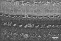 Fig. 11