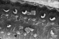 Fig. 17
