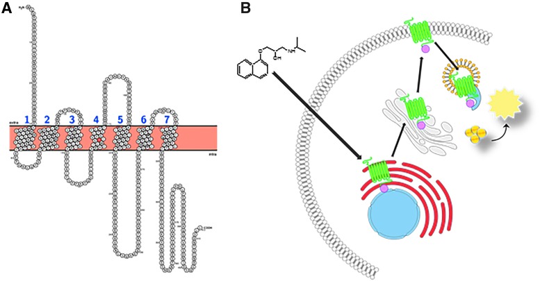 Fig. 1.