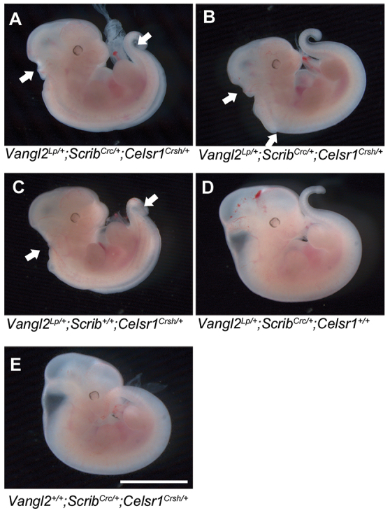 Fig. 3.