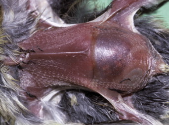 Fig 8.34