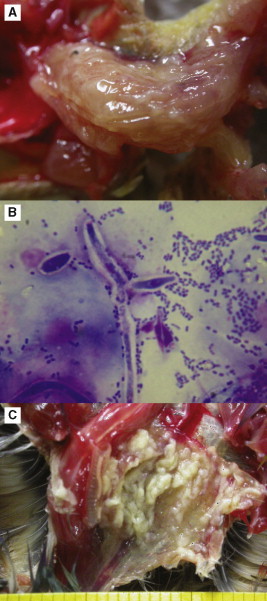 Fig 8.30