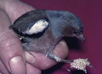 Fig 8.25