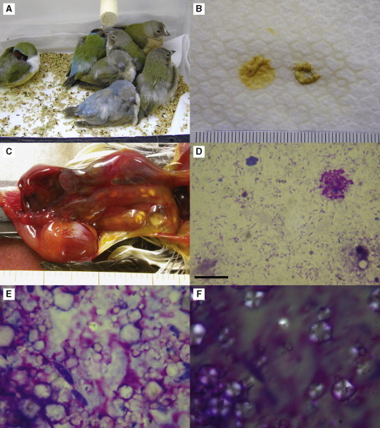 Fig 8.28