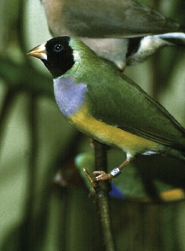 Fig 8.10