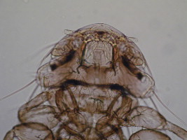 Fig 8.38