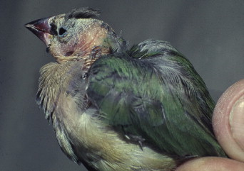 Fig 8.12
