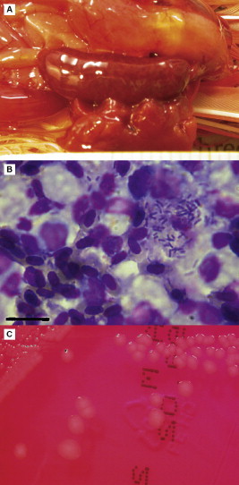 Fig 8.27