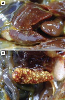 Fig 8.26
