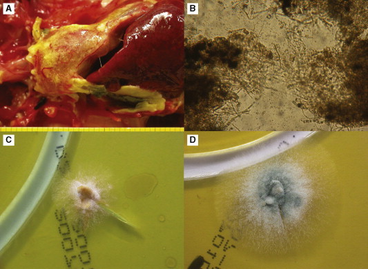 Fig 8.32