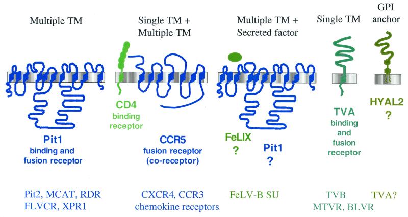 FIG. 1