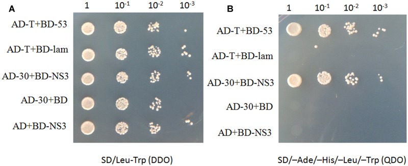 FIGURE 2