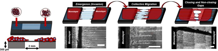 FIGURE 1: